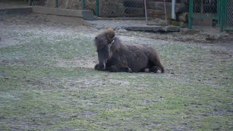Sad pony Stock Footage 123442265