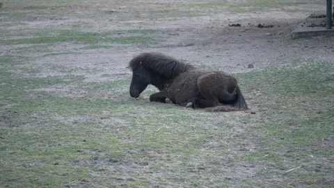 Sad pony Stock Footage 123442282