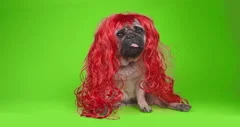 Pug with 2025 red wig