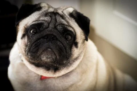 Sad pug face Stock Photos