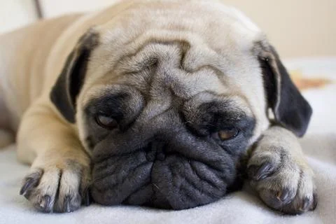 Sad pug laying on the bed Stock Photos