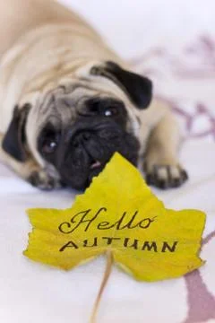 Sad pug laying on the bed Stock Photos