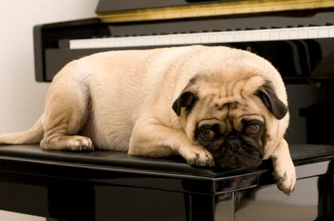 Sad Pug Stock Photos