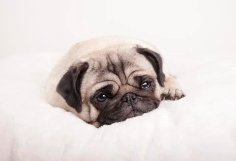 Sad pug puppy Stock Photos