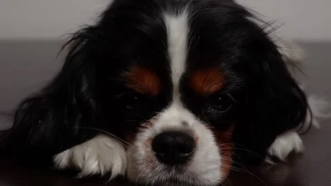 Sad puppy Stock Footage 259048729