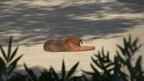 Sad Puppy Stock Footage 329119086