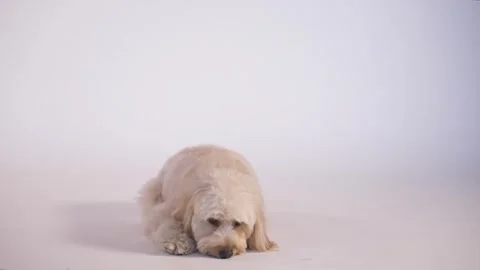 Sad puppy looking down on white background footage. Vídeos de archivo 334794477