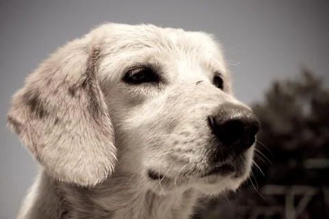 Sad puppy Stock Photos