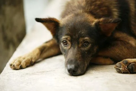 The sad puppy Stock Photos