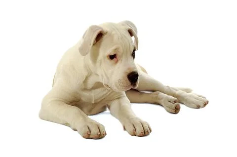 Sad puppy Stock Photos