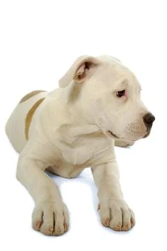 Sad puppy Foto stock