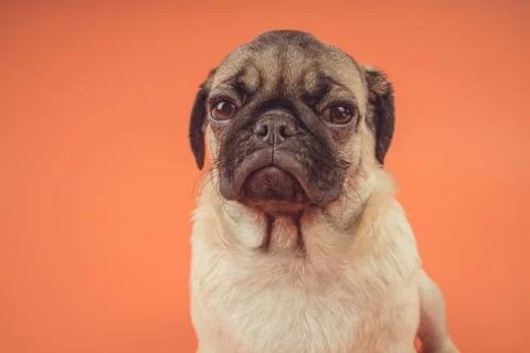 Sad puppy of a pug, on an orange background. Garus dog Stock Photos