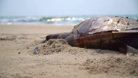 A Sad Reality of Our Oceans Stock-Footage 236994700