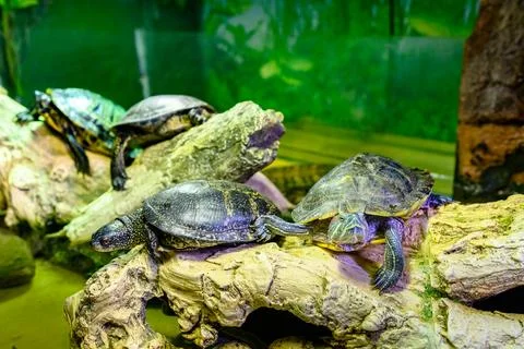 Sad red-eared turtles in the zoo's aviary. Stock Photos