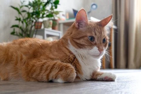 Sad red-haired pet cat lies on the floor of a natural tree Stock Photos