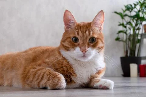 Sad red-haired pet cat lies on the floor of a natural tree Stock Photos