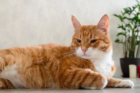 Sad red-haired pet cat lies on the floor of a natural tree Stock Photos