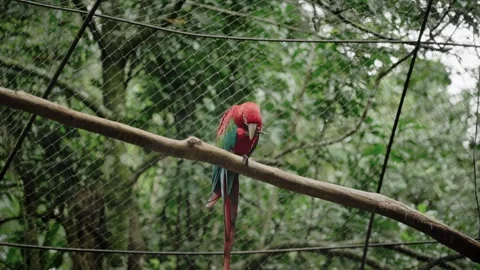 Sad red Parrot Caged in a Zoo, copy space, steady view Stock Footage 280955616