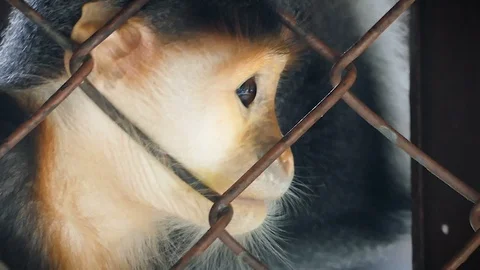 Sad Red-shanked douc langur Stock Footage 102763243