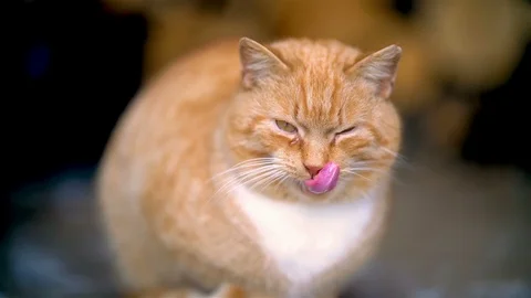 Sad redhead cat is crying, licks beard and show the teeth Stock Footage 127043149