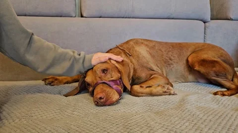 Sad redhead dog lying on the bed in a muzzle Stock Footage 318534110