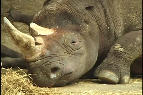 Sad Rhinoceros Stock Footage