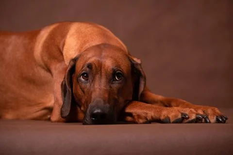 Sad Rhodesian Ridgeback Lying On A Brown Background In Studio Foto stock