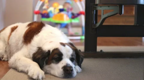 Sad Saint Bernard dog in front of baby, video Stock Footage 49776550