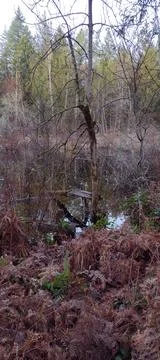 Sad scene of broken tree fallen in lake with dead ferns Stock Photos