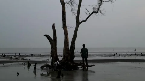 Sad Scene of a Depressed Man Staring Far Next to a Dead Tree on Beach. Stock Footage 267688211
