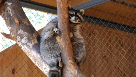 Sad sitting on a branch in a cage. Stock Footage 118286106