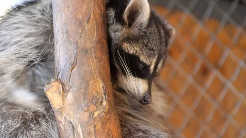 Sad sitting on a branch in a cage. Stock Footage 118286107