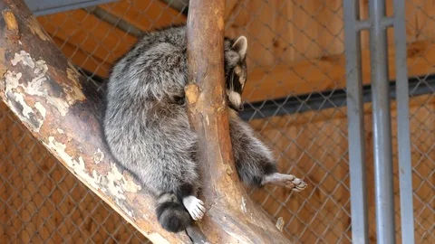 Sad sitting on a branch in a cage. Stock Footage 118286147