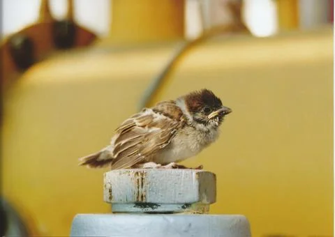 Sad sparrow Stock Photos
