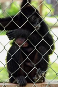 Sad spider monkey cuddle her baby Stock Photos