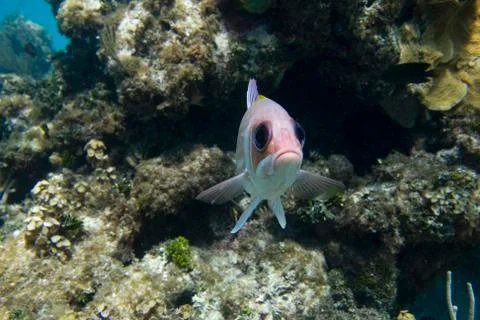 "Sad" Squerril Fish Stock Photos