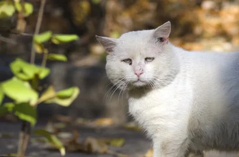 Sad stray cat looking at camera 库存照片