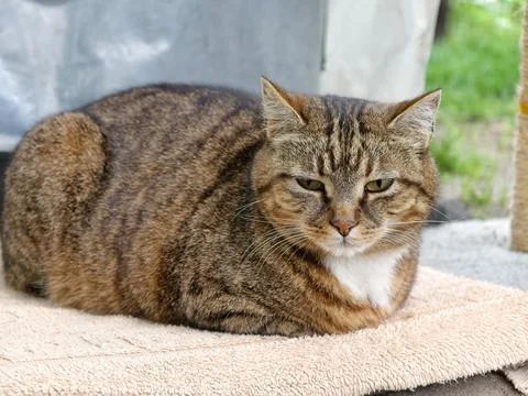Sad stray cat lying on blanket outdoors with lowered eyes looking down show.. Fotos de archivo
