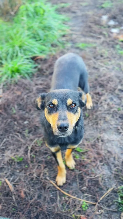 Sad stray dog looking at camera. Portrait of the homelessdog on the street. Stock Footage 321881152