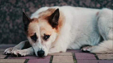 Sad stray dog resting on paved ground in city park close up cinematic footage 库存影片 335258662