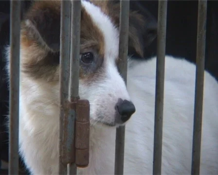 Sad Stray Stock Footage