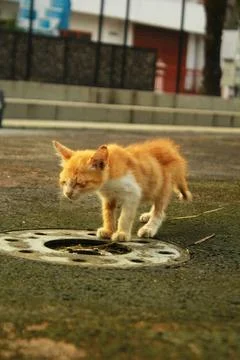 Sad Stray Kitten Stock Photos
