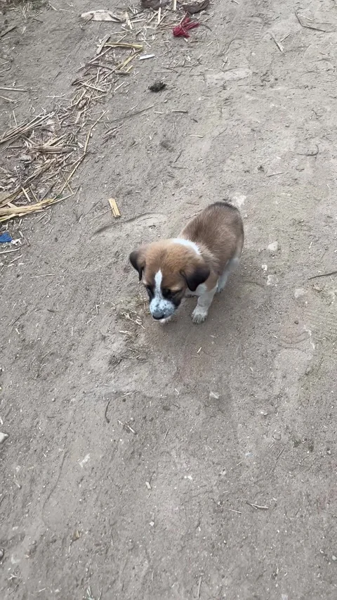 Sad stray puppy looking up at camera on a dusty ground Видео 326091794