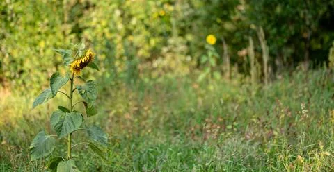 A sad sunflower at fall Stock Photos