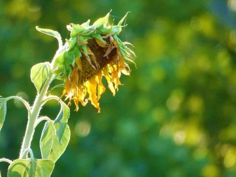 Sad Sunflower Stock Photos