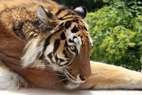 Sad Tiger lying on the grass Stock Photos