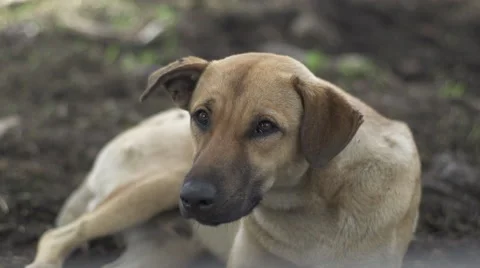 Sad ungry dog lying mud Stock Footage 60188470