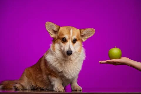 A sad Welsh Corgi dog doesn't want to eat a green apple from a human hand. Stock Photos