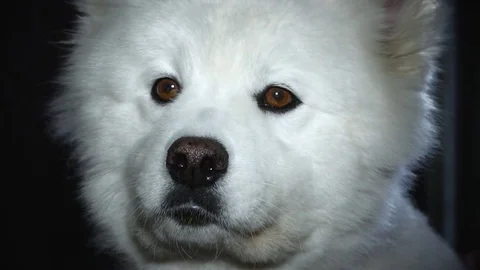 Sad white dog looking at the camera. Stock Footage 79922818