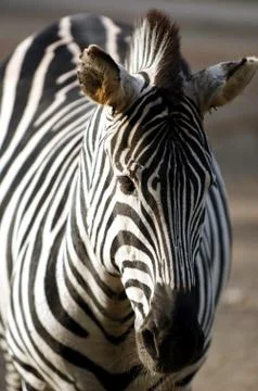 Sad zebra Stock Photos